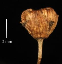 Alisma plantago-aquatica. Individual achenes showing the withered style base arising from about the middle of the achene or lower.
 Image: K.A. Ford © Landcare Research 2020 CC BY 4.0